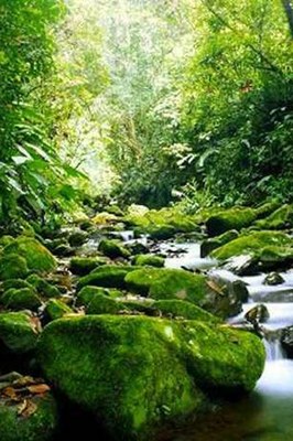 Palo Verde Rain Forest Pic